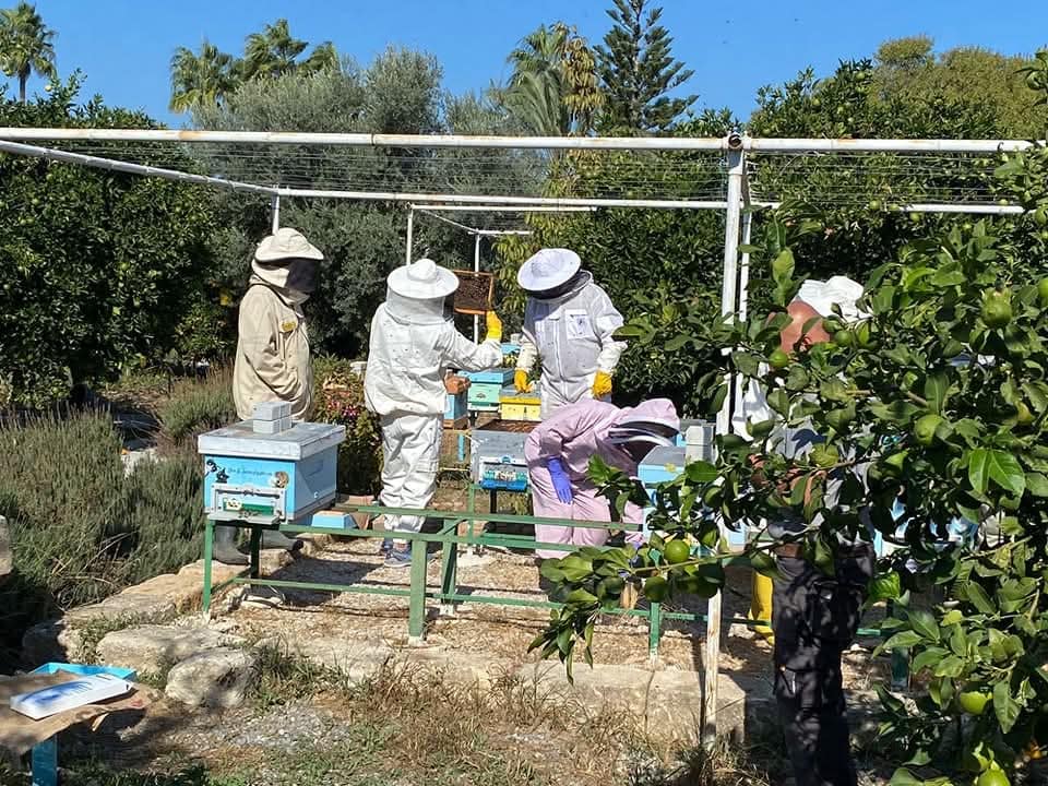 Beekeeping Experience
