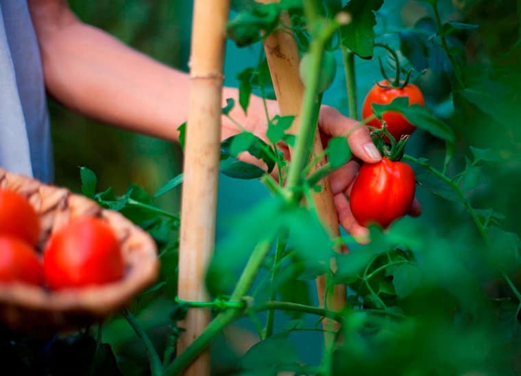 Farm to Table